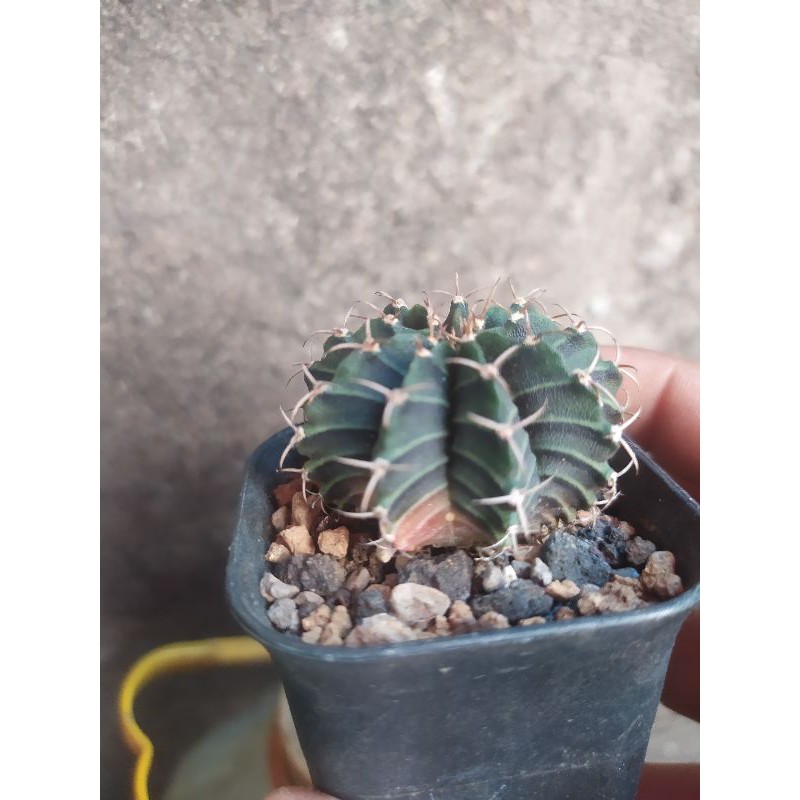 cactus kaktus Lb Hybrid Varigata tipis 9 ribs