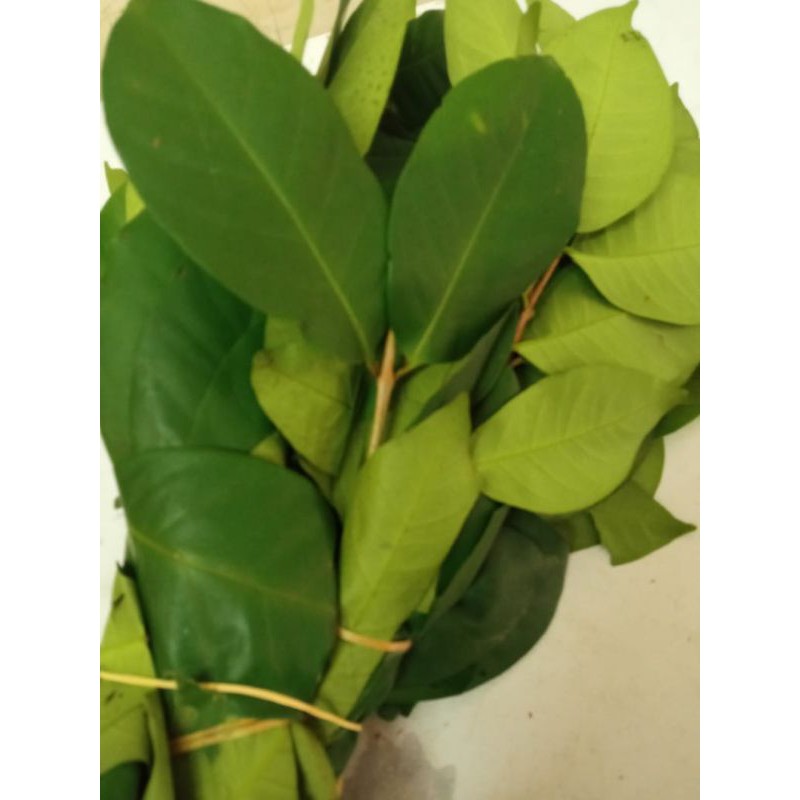 Daun Salam Segar Bumbu Dapur | Bay Leaf