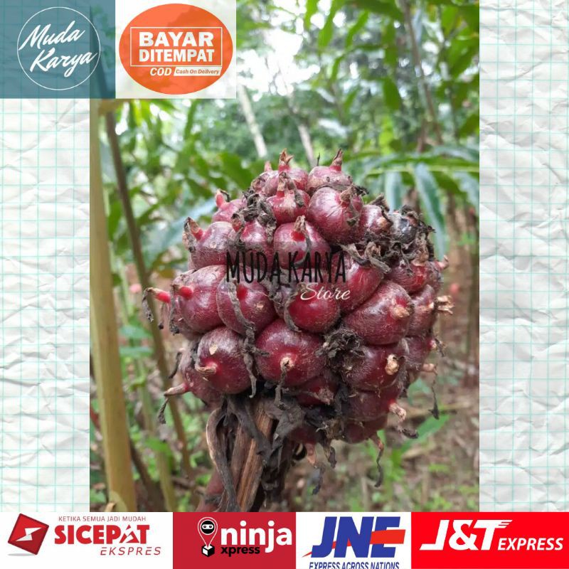 

Honje laka segar - honje merah organik 1kg