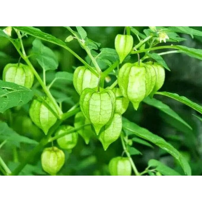 

Buah Ciplukan Marah 100gram -Cecenet - Golden berry
