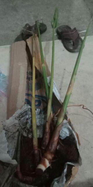 Bibit Kapulaga Hibrida Super Jumbo Kwalitas 1