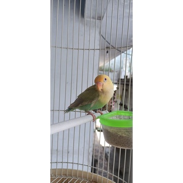 burung lovebird pb pf