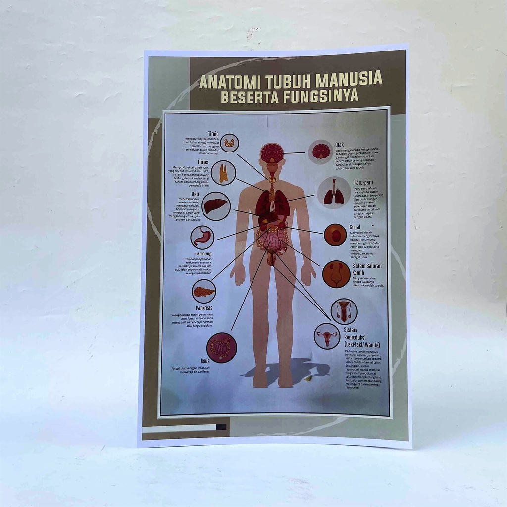 Terbaru Poster Anatomi Tubuh Manusia, Poster Anatomi, Poster kesehatan - Laminating Glossy