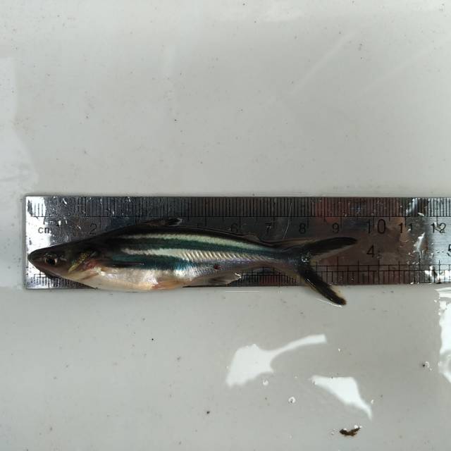 Benih/Bibit Ikan Patin