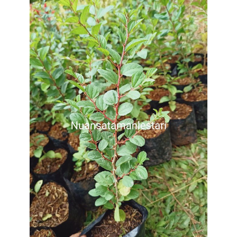 Tanaman Bidara Arab/bibit Pohon Bidara Arab