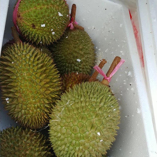 

Durian lokal nusantara