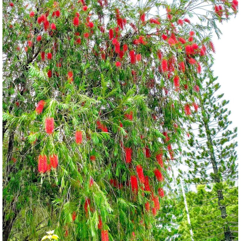 Bibit bunga sikat botol