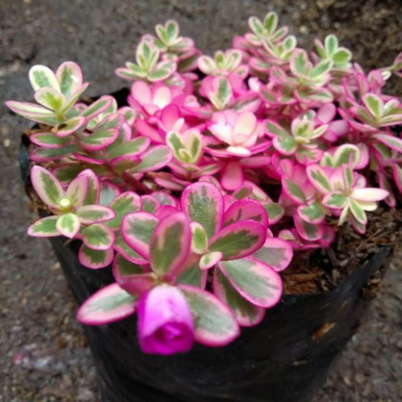 Portulaka Pink / Tanaman hias krokot varigata