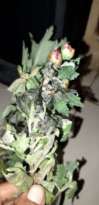 Tanaman Hias Bunga Krisan Pot Isi 5, 1 Warna