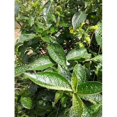 

New COD Terlaris daun keji beling kering/pecah beling 100gr