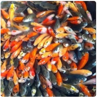 ikan mas hidup pakan ikan predator (+/- 17 ekor)