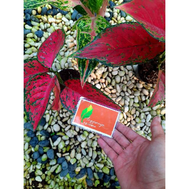 [✅COD] AGLONEMA PAKET - 3 POHON / TANAMAN HIAS / BUNGA AGLONEMA