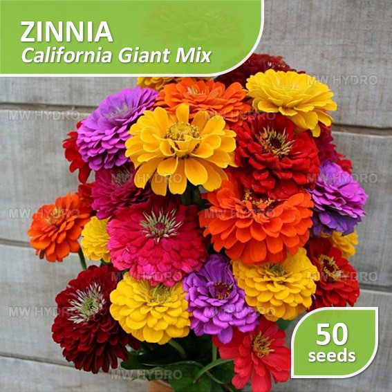 Jual Benih Zinnia - California Giant Mix - Home Garden Seed | Shopee ...