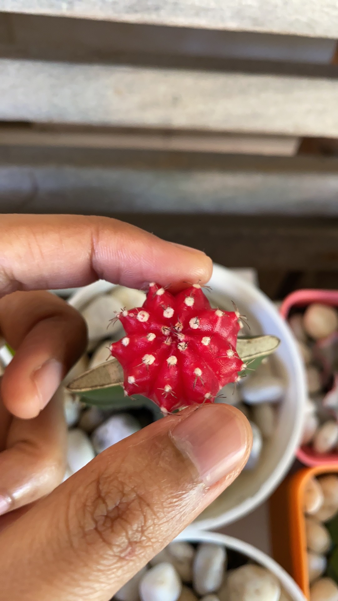 Grafting Warna Import