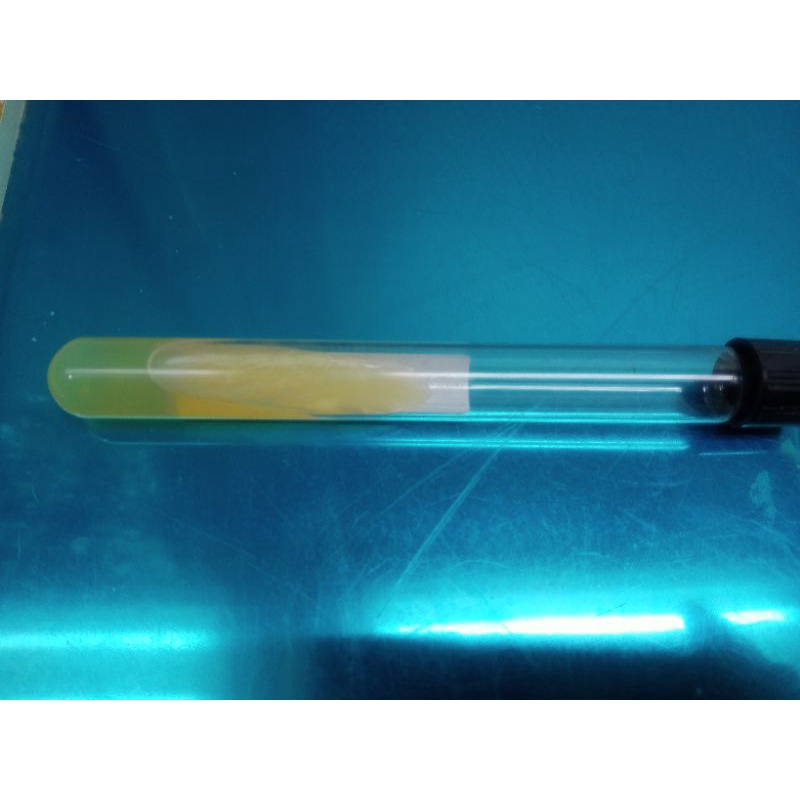Lactobacillus casei