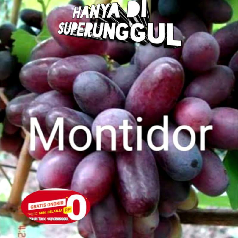 Bibit Anggur Import Jenis Montidor