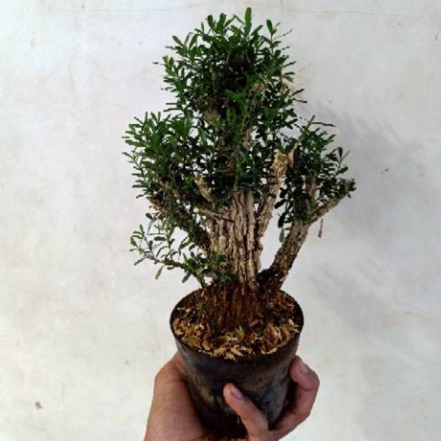 Bahan bonsai boxus batang besar