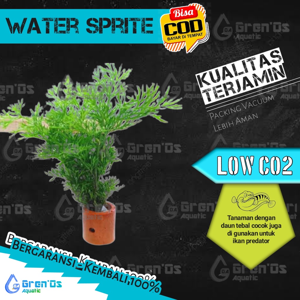 Tanaman Pakis Air Water Sprite Low Co2 Aquascape Aquarium Akuarium