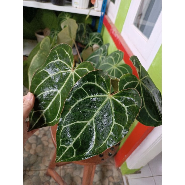 anthurium crystallinum hybrid red sinus