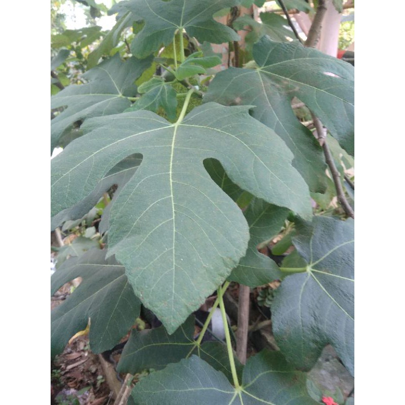 bibit buah tin cangkokan