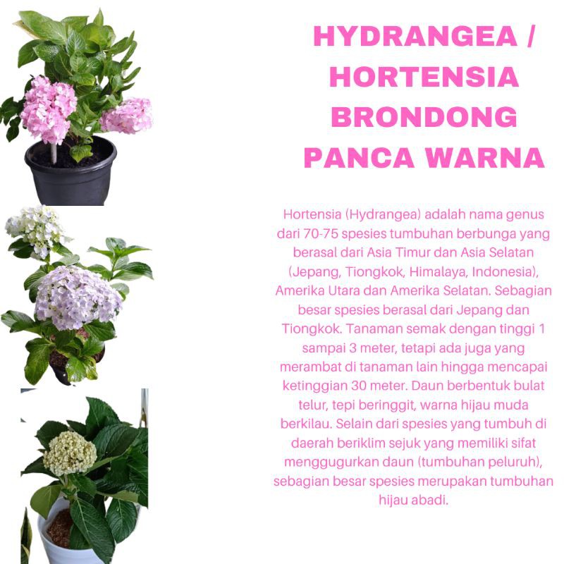 PROMO TANAMAN HIAS BUNGA HYDRANGEA HORTENSIA BRONDONG PANCAWARNA KUALITAS SUPER | MURAH | COD