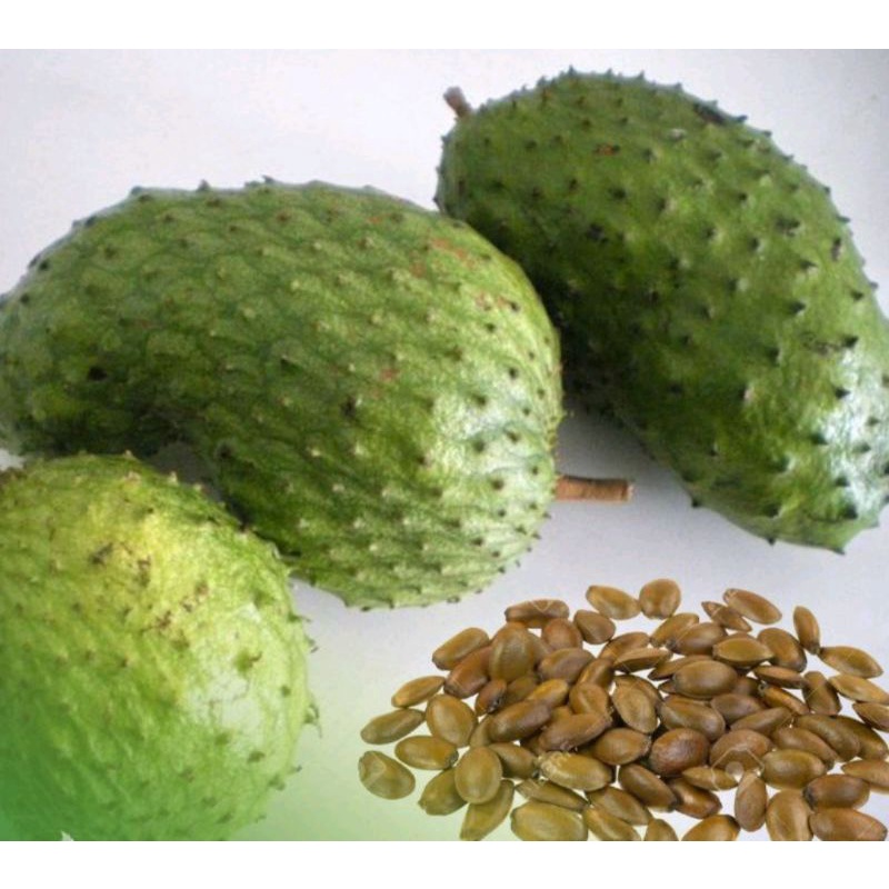 Biji buah sirsak manis(10biji)