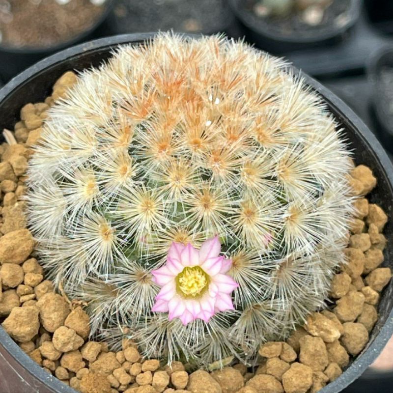 Kaktus Mammillaria Carmenae Merah Kuning