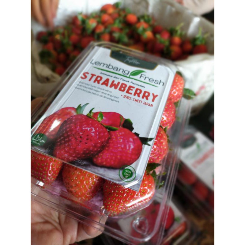 

Buah Strawberry Segar Fresh