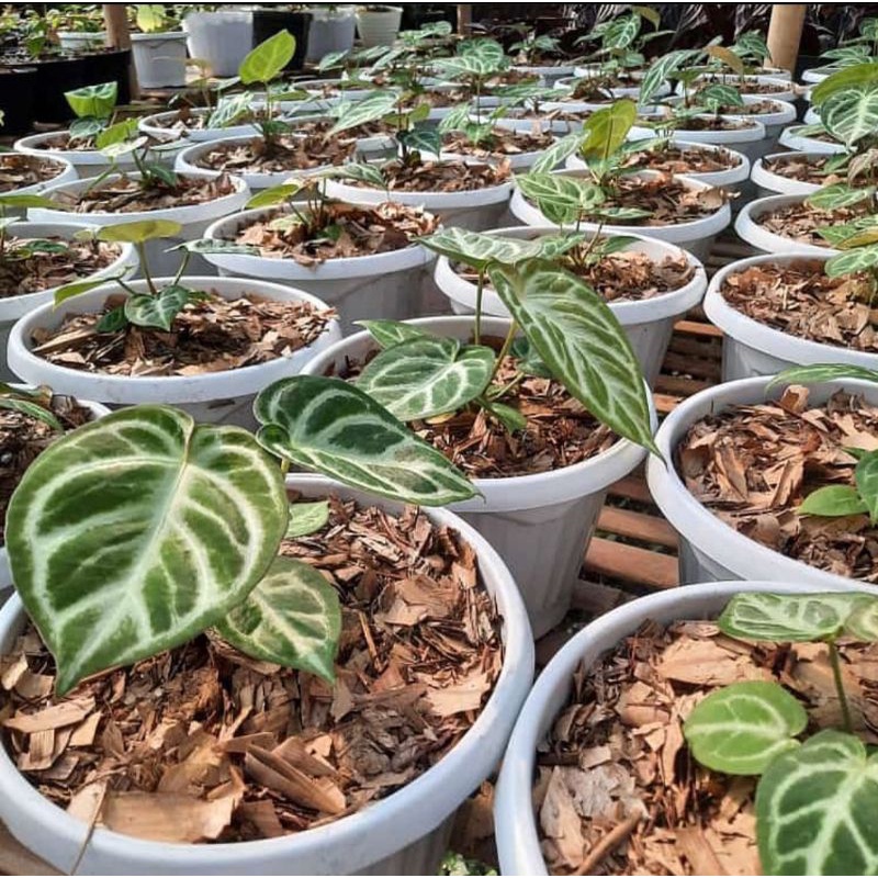 anthurium dorayaki silver