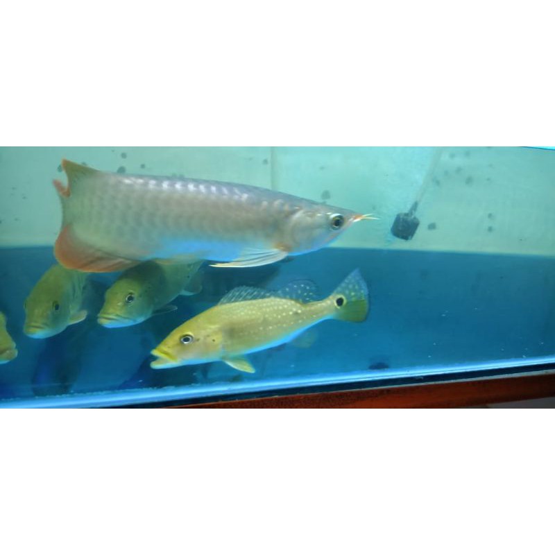 arowana super red