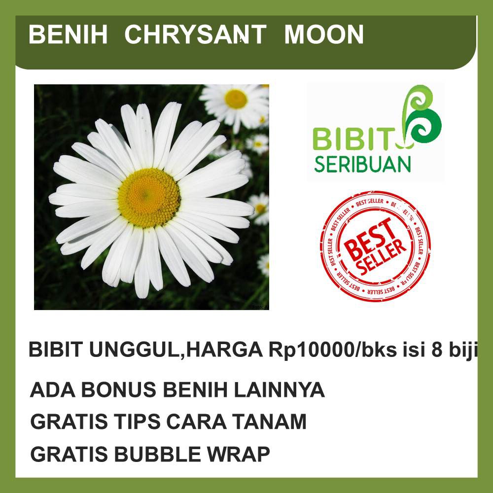 BENIH BUNGA KRISAN MOON IMPORT
