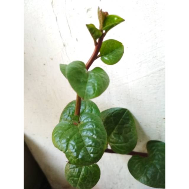 Bibit bayam malabar/binahong