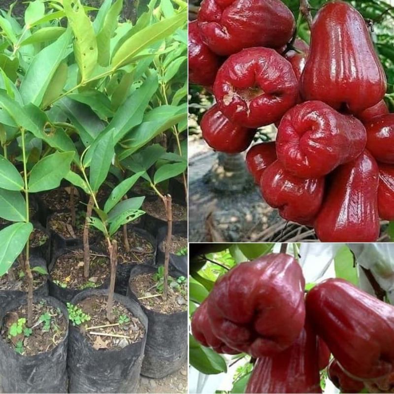 bibit jambu citra jumbo