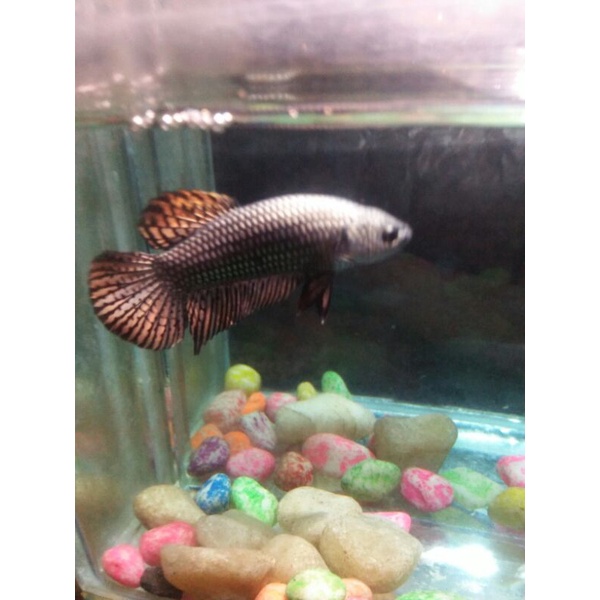 cupang wild betta male alien hybrid cooper size M usia 5bln real sesuai foto vidio