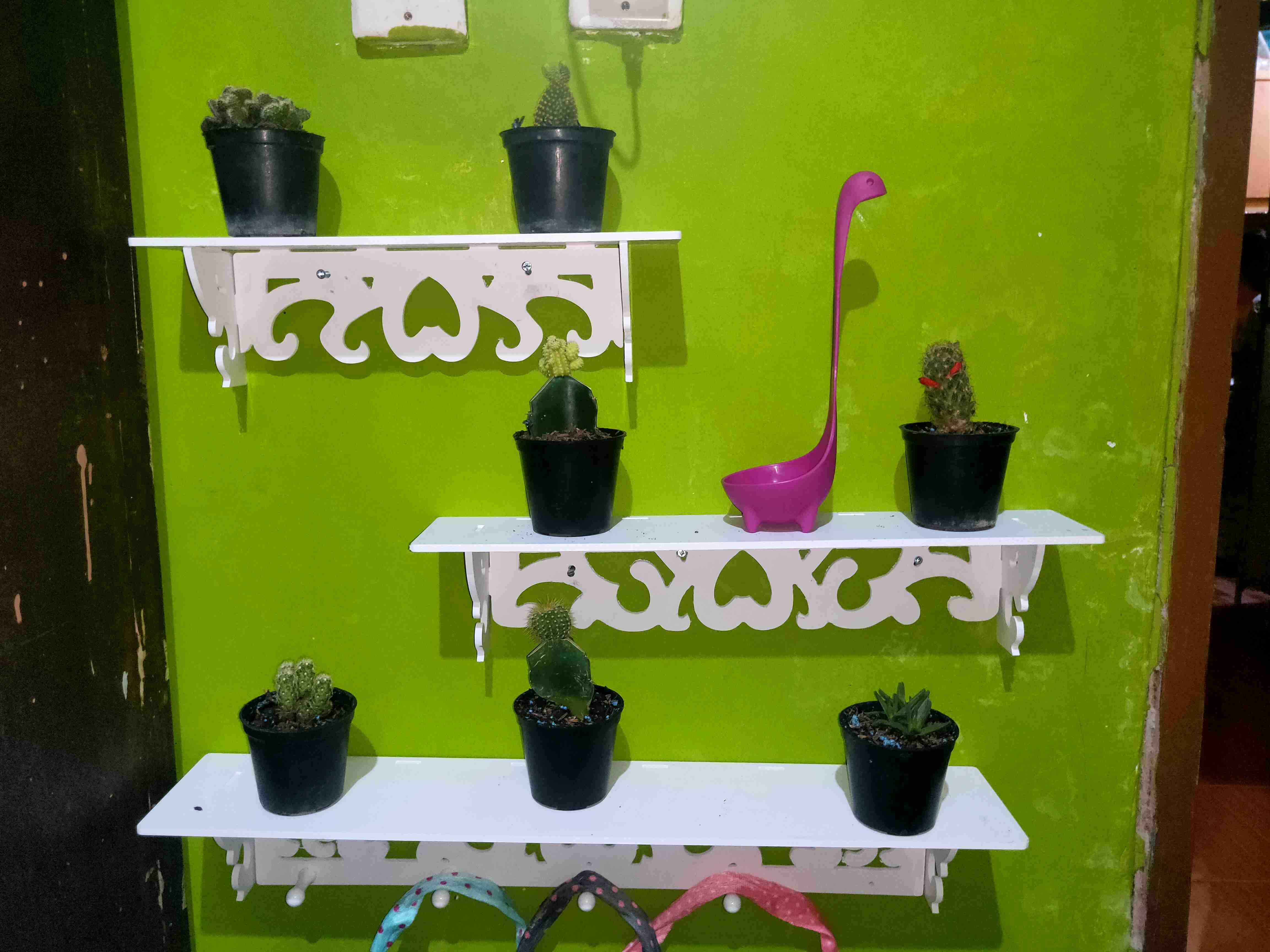 Sukulen Dan Kaktus Mini (notocactus Magnificus / Parodia Magnifica)