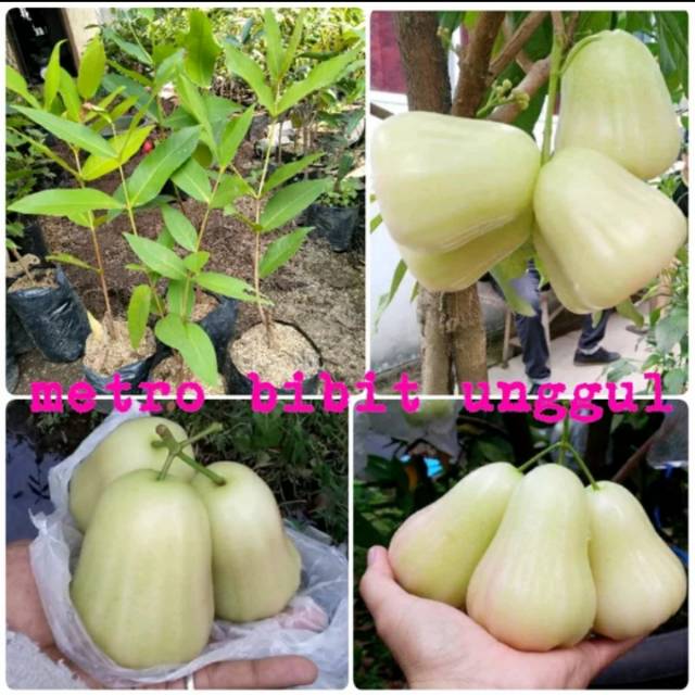 Bibit Jambu Air Deli Susu Super Unggul Shopee Indonesia