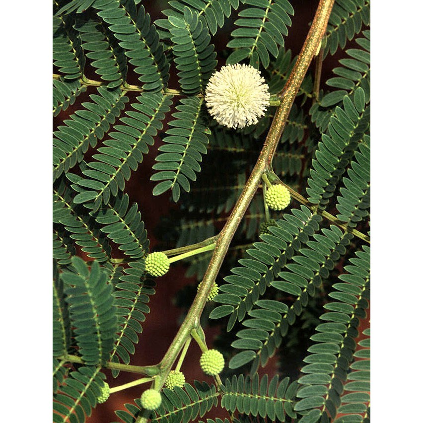 Daun Segar Petai Cina Lamtoro 5 Gram Shopee Indonesia