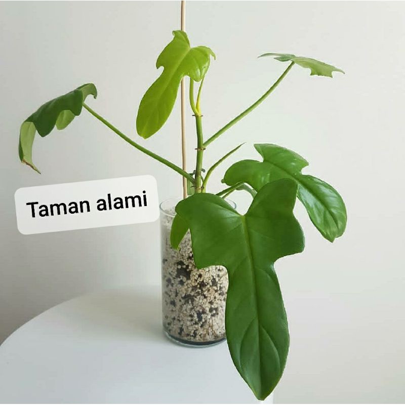 philodendron bipennifolium - philodendron violin