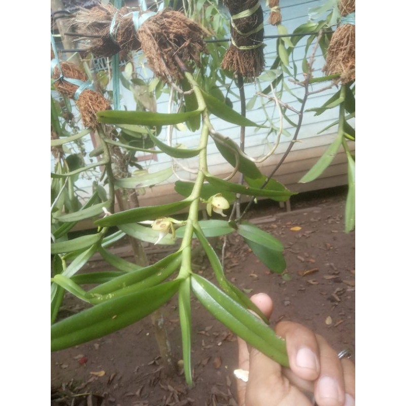 anggrek hutan