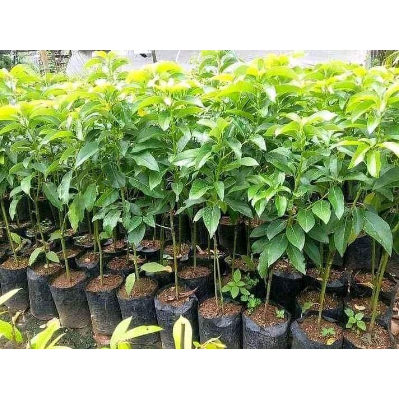 Bibit Alpukat Aligator siap berbuah