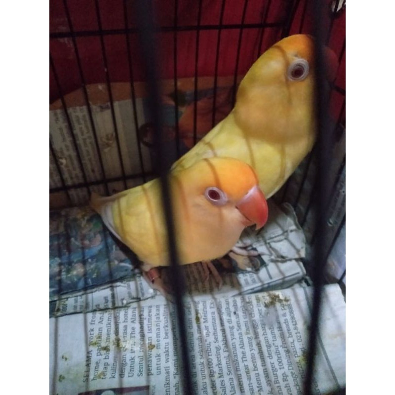 Burung Lovebird Pb Creamino Mata Merah Indukan