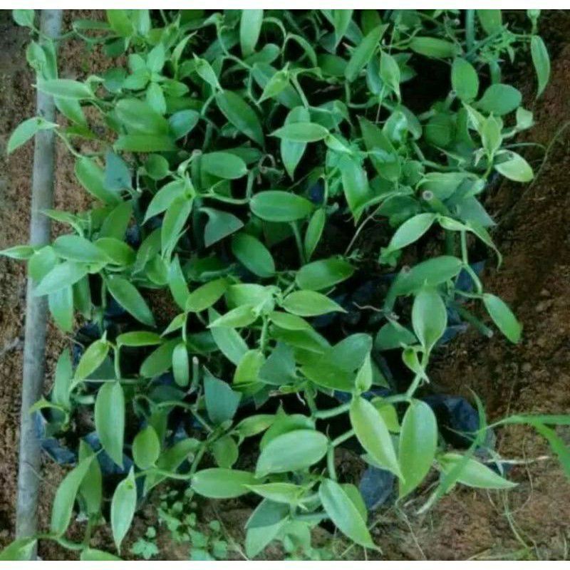 Bibit vanili polibag/vanila/vanili siap tanam