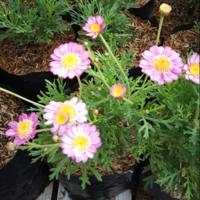 Bibit tanaman bunga daisy