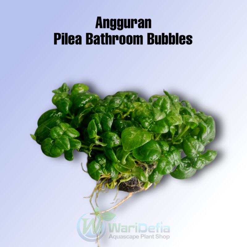 Angguran Pilea Bathroom Tanaman Aquascape Wabikusa