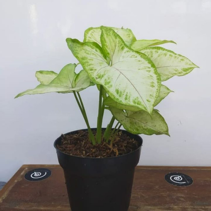 tanaman hias syngonium cream allusion/indoor plant