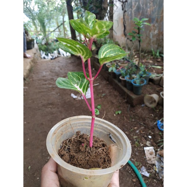 BIBIT TANAMAN HIAS BAYAM MERAH / BAYAM MERAH / BUNGA BAYAM MERAH