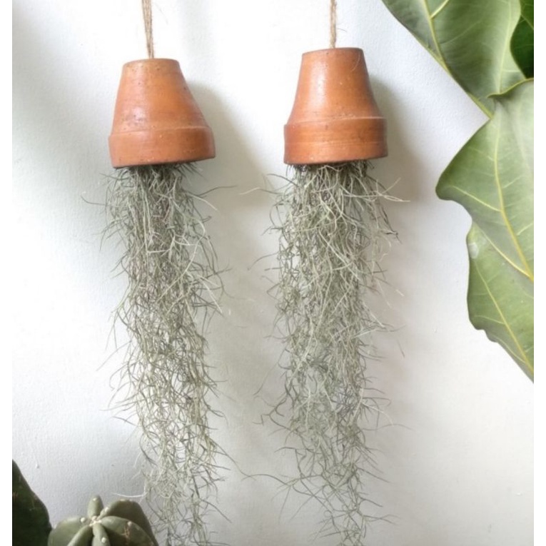 Tanaman Jenggot Musa / Sanish Moss / Air Plant