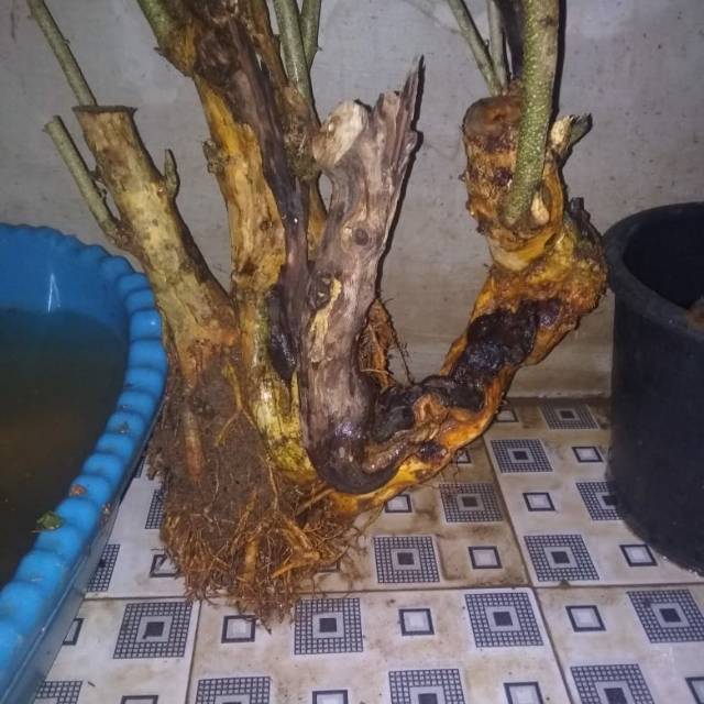Bahan bonsai sisir