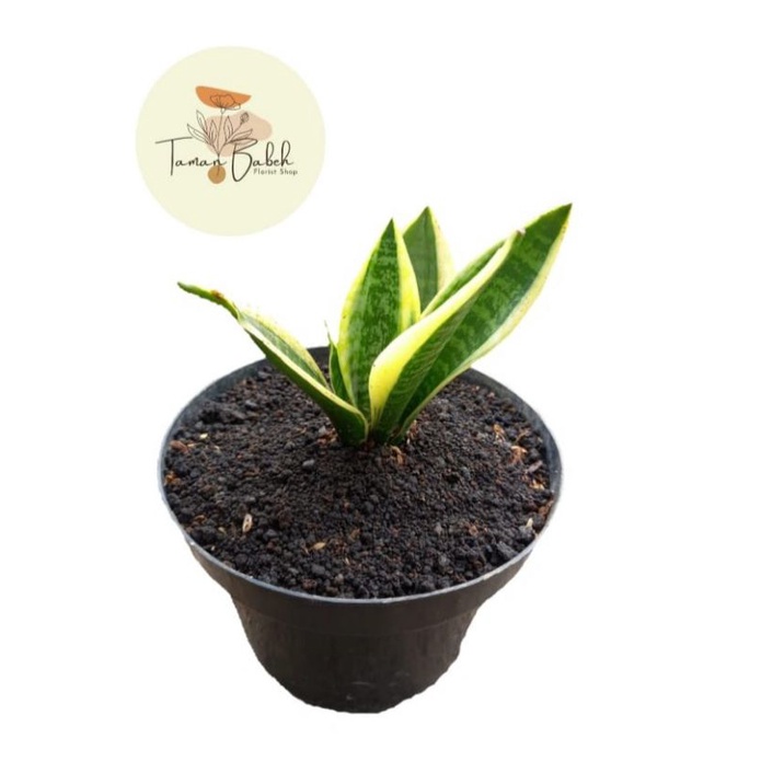 Tanaman Hias Sansevieria Futura Superba China
