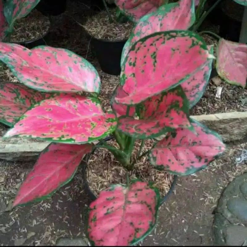 AGLONEMA DUT ANJAMANI UKURAN REMAJA